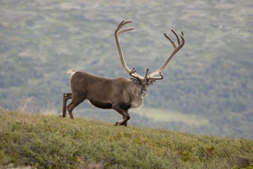 Nøkkelfunn 7 Naturbaserte næringer får nye muligheter og utfordringer 3.