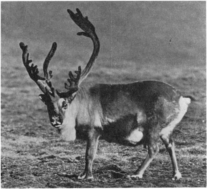 AKTTAGELSER OVER DYRELVET PÅ SVALBARD 1963 159 Fig. 1. Reinbukken gresser i Sassendalen. The reindeer is grazing in Sassendalen. Photo: E. FLPSE hadde omkommet.