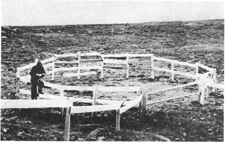 ET FORSØK PÅ FANGST OG FLYTTNG AV SVALBARDREN 219 Fig. 3. nnhegningen i fellesystemet. The pen in the trap system. Foto: T. LARSEN brukbart.