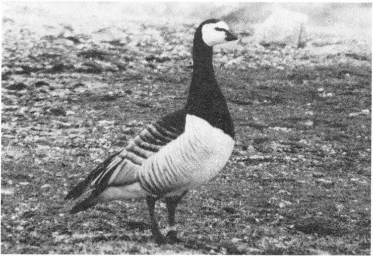 NOTSER 257 Fig. 1. Barnacle goose (Branta leucopsis) on the breeding ground in Vestspitbergen. Note the ring on the left leg.