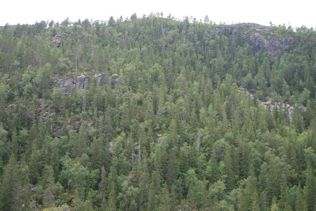 5 Øverste deler av Garrabrekklia i undersøkte parti i 2009. Lokaliteten består av naturskog med svært rike partier med blant annet regnskogslav.
