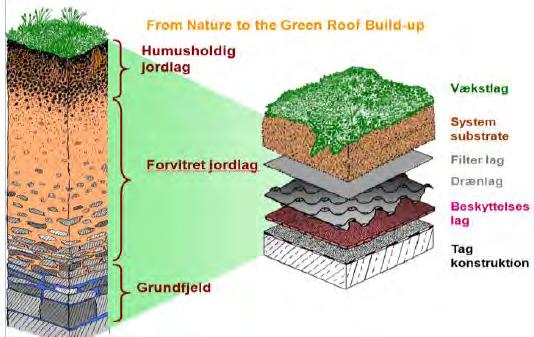1 Innledning 1.1 Formål og omfang Prosjektet "Innhenting av kunnskap om grønne tak" er en innledende og kortsiktig innhenting og gjennomgang av aktuell kunnskap om grønne tak.