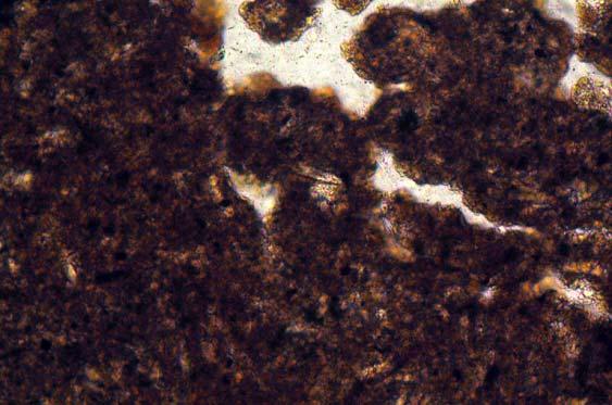 29: Photomicrograph of M9077A (Mound 2, ditch, Layer 7); weakly humic (11.