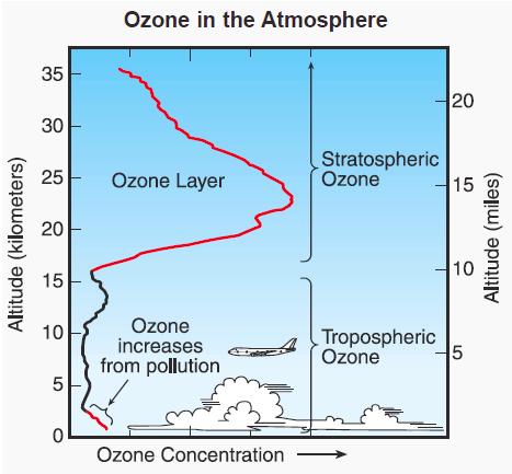 ut CO 2. I sum tar planter opp mere CO 2 enn den slipper ut det er slik den øker biomassen sin.