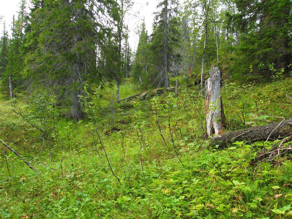 Bilder fra området Vesteråsen Eldre, åpen staude-granskog