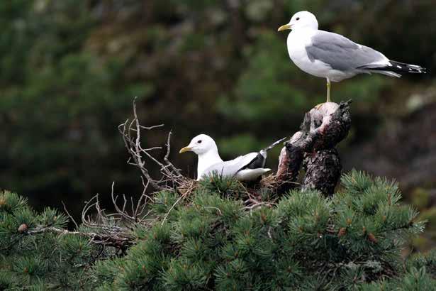 Ulvungene; ULVUNGENE I Asker ASKER NATURRESERVAT naturreservat OPPRETTET opprettet I i 978 Sa Hm Fm 333 35 4 0 403 5 39 03 5 05 07 8 3 3 Ulvungene hadde sitt siste gode år i 0, da som fjordens