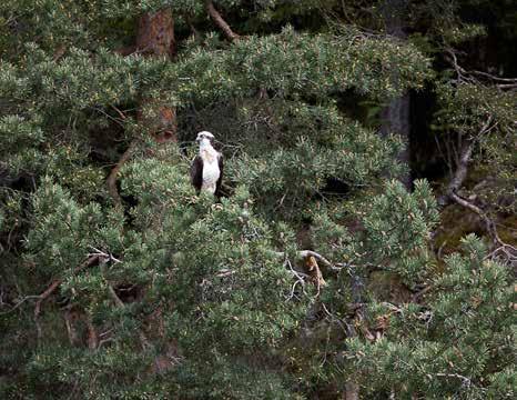 Andre arter Det kan være betimelig å nevne noen betraktninger vedrørende enkelte arter som normalt ikke omfattes av rapportering for sjøfugler i indre Oslofjord.