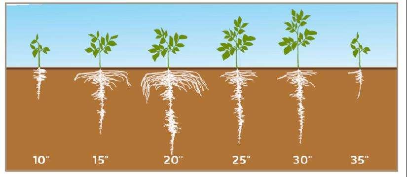 Figur 1: Effekter av jordtemperatur på rotutviklingen Potet har grunt- og lite rotsystem, med optimal rotvekst mellom 15-25