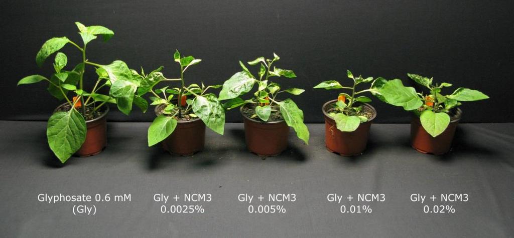 Fresh weight (%) Greenhouse tests with glyphosate broad leaf plants Isopropyl amine glyphosate salt solution without surfactant or other adjuvants 100 90 80 70 60 50 40 30 20 10 0 a Glyphosate 0.