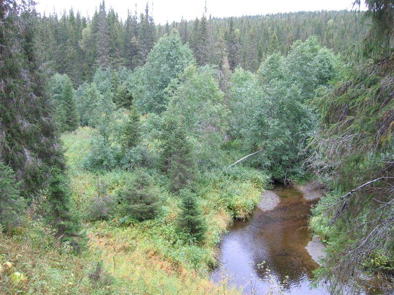 Bilder fra området Gardsbekken Yngre løvskog