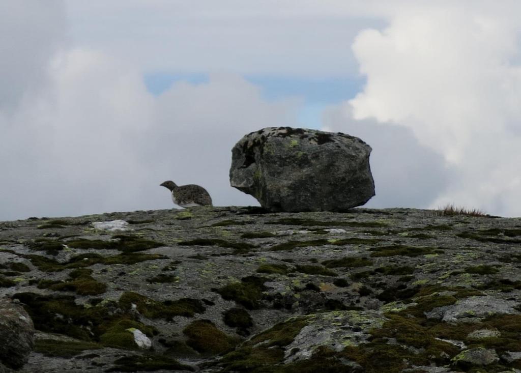 Årsmelding Ålfotbreen landskapsvernområde