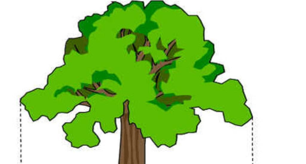 Vedlegg E Prosedyre for bevaring av trær på byggeplassen Planleggingsfasen Vurder grundig hva som skal tas vare på. Vurder kostnad og gevinst ved bevaring opp mot nyplanting.