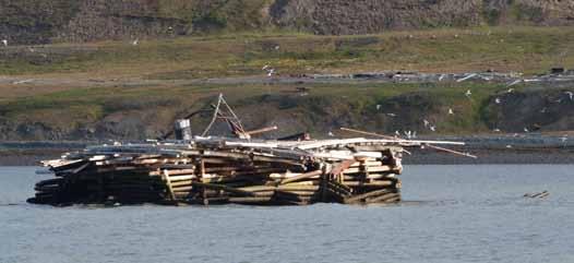 Restene av kaia i Coles Bay bør få noen teistkasser. Den er også en isolert øy på et sted der det ferdes en del folk. Samlivet med rødnebbterner vil fungere utmerket.