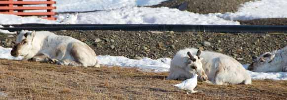 Beitende rype og rein er mer vanlig mellom husene lengre oppe i Longyearbyen, men forekommer også på de vegeterte flekkene i Sjøområdet.