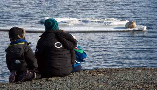 Ærfugl beiter vanlig på grunnene langs Strandveien.