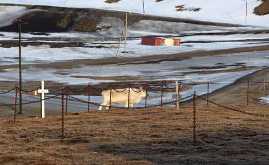 andre aktiviteter i Longyearbyen som passer for fastboende og tilreisende.