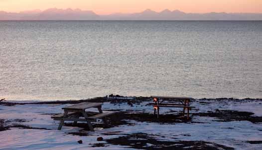 Når snøspurvene ankommer i april er det fortsatt snødekt mark, og spurvene har en utfordring med