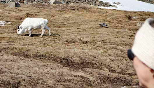 192 Svalbardryper beiter gjerne sammen med svalbardrein.