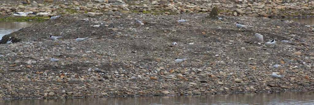 Polarmåkene er vanlige i Laguna hvor de forekommer