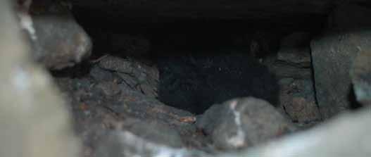 Bildet er fra Bjørndalen. Foto: Vidar Bakken Alkekongene legger reiret skjult inne i en sprekk eller under steiner.