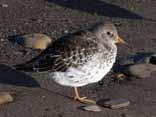 Fjæreplytt Bakgrunnskart Norsk Polarinstitutt Fjæreplytten (Calidris maritima) er den desidert vanligste vadefuglen på Svalbard. Arten hekker over det alle meste av øygruppa.