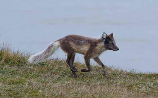 På Svalbard kan fjellrev være bærer og smittet av rabies, og smittende individer viser ofte avvikende atferd.