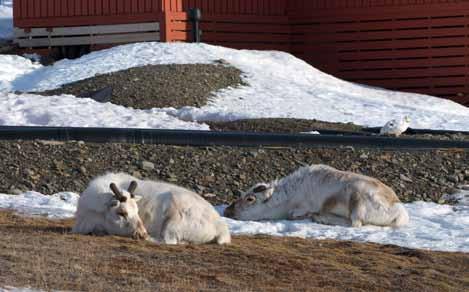 I løpet av vinteren kan det være mange reinsdyr som dør på grunn av at fettreservene brukes opp.