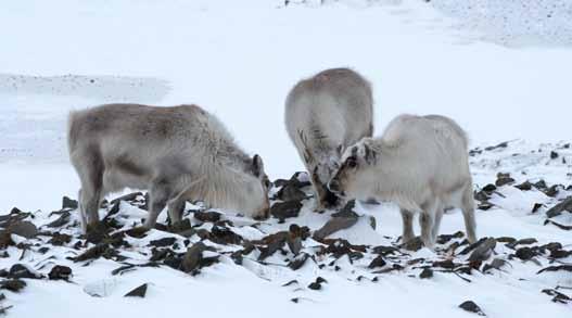 for å overleve vinteren på Svalbard.