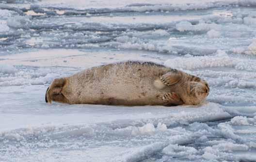Forekomst langs kyststien Storkobba kan påtreffes i sjøen eller liggende på is langs kyststien gjennom hele året.