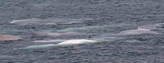 Forekomst langs kyststien Hvithvalen kan påtreffes kystnært langs kyststien hele året. Flokkene kan enten være på vei innover eller utover fjorden, og stopper kun opp i korte perioder.