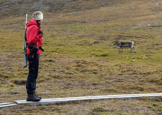 Wildlife watching (se på fugler og dyr) Turisme er verdens tredje største industri og er stadig voksende, noe som også merkes i Longyearbyen.