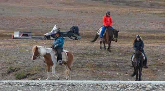 Riding Svalbard hestesenter har tre hester som stadig er å se langs kyststien mellom Stallen og Bjørndalen.