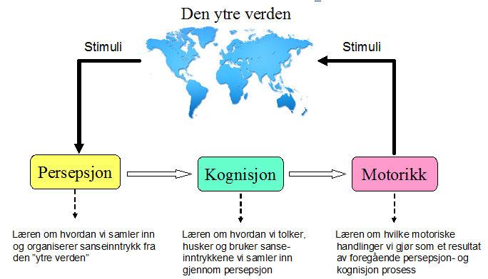 1 Persepsjon Persepsjonsprosessen er: de prosesser mennesker er i når de velger ut, organiserer og tolker stimuli, slik at deres oppfatning/opplevelse av verden blir mest mulig akseptabel og helstøpt.