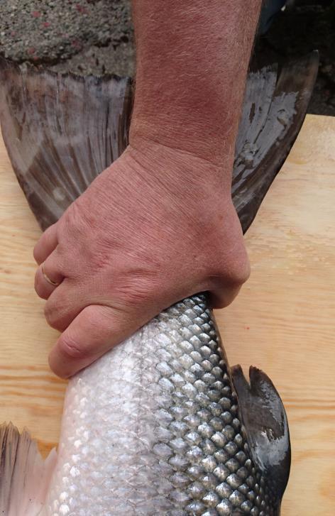Fiske i Vefsna-regionen etter friskmelding? I flere vassdrag gjenstår et betydelig reetableringsarbeid. Eks.