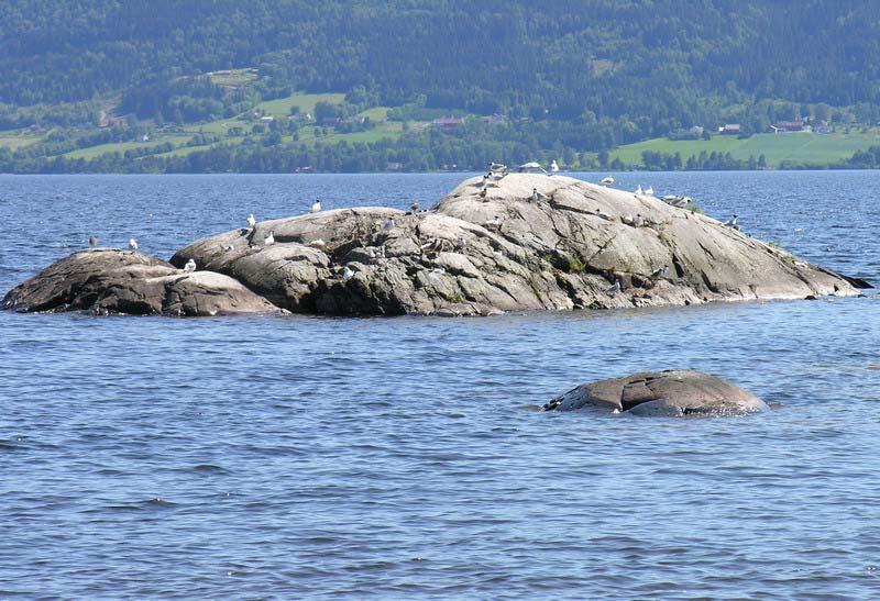 Figur 6. Østre Furuøya er en av tre små øyer som ligger sørøst for Skarvhelltangen i Tyrifjorden (sør for Tyristrand).