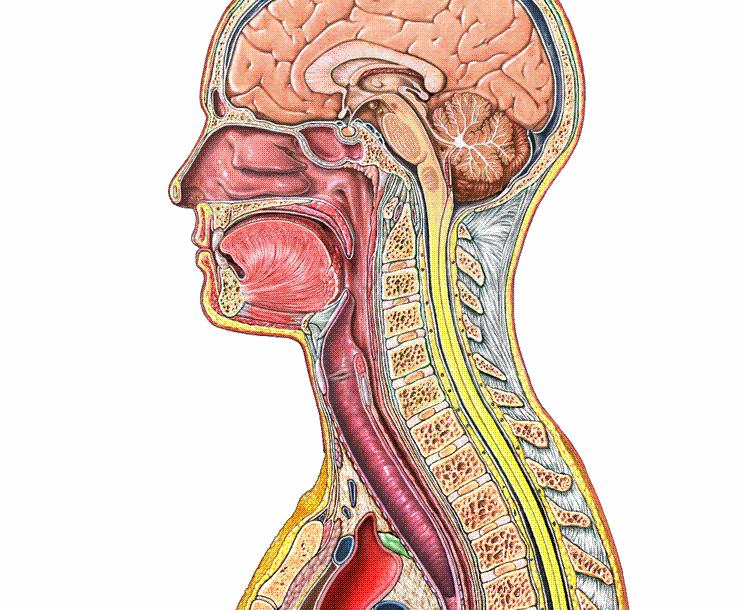 Knekke nakken (brekke nakken) FAKTA Kroppen har en nakke. Den består av syv nakkevirvler, muskler, nerver og blodårer.