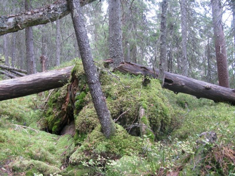 Foto: Øivind Gammelmo Gammelt furutre på