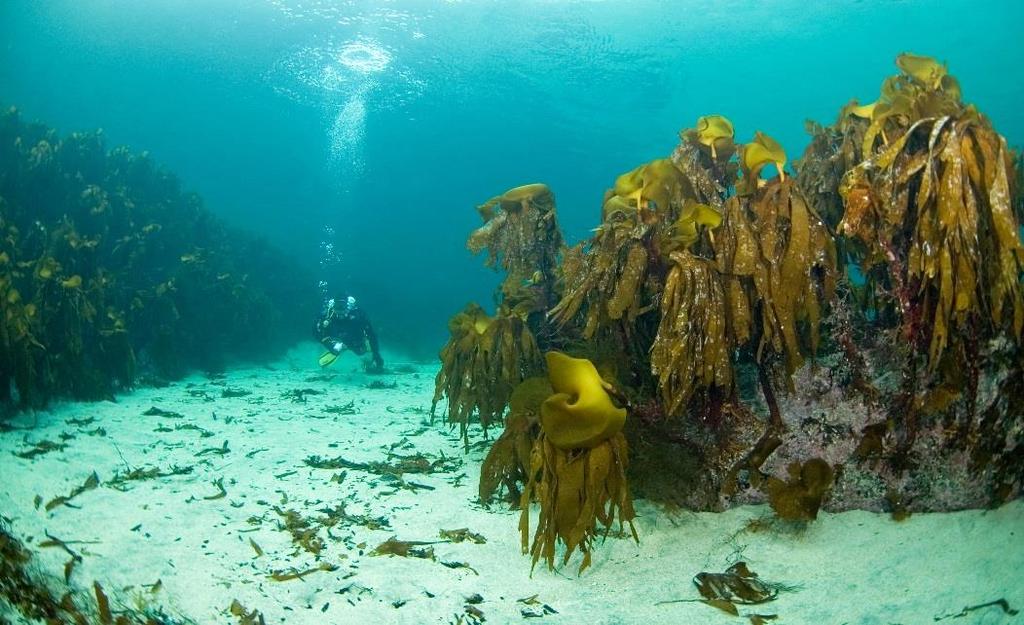 Hvorfor er havet viktig?