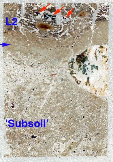 Fig. 33: Scan of M13145D (Trackway): partially bioworked subsoil composed of