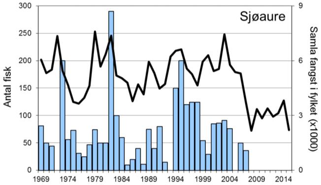 Sjølv om fangsten i 2012 og 2013 (høvesvis 103 og 105 laks) var halvert i høve til 2011, var det likevel av dei beste fangstane i perioden.