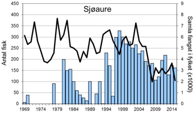 Etter to år med betre fangstar i 2011 og 2012, var fangsten i 2013 redusert til 130 sjøaure (snittvekt 1,3 kg), eit av dei svakaste resultata sidan 1990-talet.