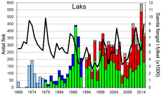 Skjel 2015 Fangststatistikk FANGST OG SKJELPRØVAR I VIKJA I perioden 1969-2015 var gjennomsnittleg årsfangst 207 laks og 27 sjøaurar. I 2015 vart det fanga 386 laks (snittvekt 3,3 kg).