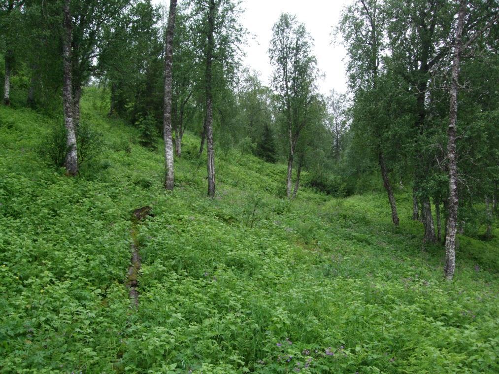 4.2 Bjørkeskog med høgstauder (F04) Bjørkeskog med høgstauder, ren høgstaudeutforming (F0401), ble etter NiN registrert som høgstaudeskog (T23-9) eller som en mosaikk mellom T23-9 og svakt lågurtskog