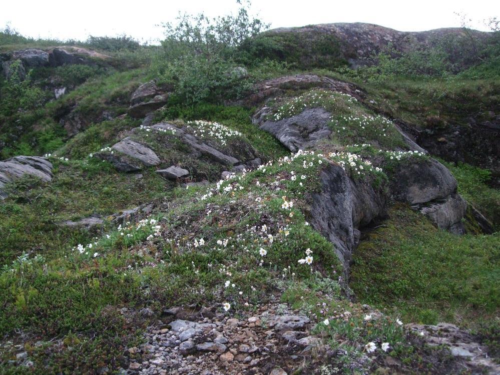 Figur 4: Reinrosehei. Foto: Line Johansen/Bioforsk 4.5 Kalkskog (F03) Kalkskog ble registrert i to områder med utforming kalkgranskog. Områdene var dominert av gran med noe bjørk.