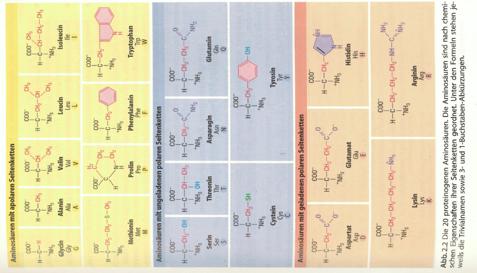 Oppbygging av et protein- 20 aminosyrer i forskjellige rekkefølger Rekkefølgen