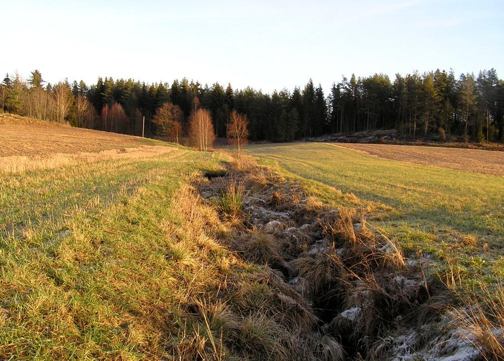 Effekter av vegetasjonssoner Sedimentasjon Infiltrasjon Opptak i