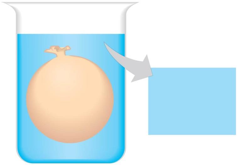 30. En ballong med en gjennomtrengelig «membran» inneholder 0,02 M fruktose og 0,02 M glukose. Omgivelsene inneholder 0,02 M sukrose, 0,01 M glukose og 0,02 M fruktose.