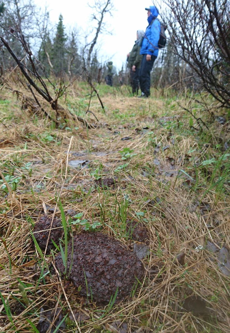 Vi tråkket opp både orrfugl og lirype i området.