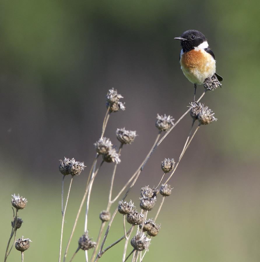 2 Bjørkefink Fringilla montifringilla (Brambling) 2 Dompap Pyrrhula pyrrhula (Eurasian Bullfinch) 3 Rosenfink Carpodacus erythrinus (Common Rosefinch) 10 Grankorsnebb Loxia curvirostra (Red