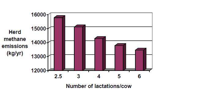 Figur 4. Antall laktasjoner per ku og metanproduksjon i kg/år (O`Mara 2004) 2.6.4 Produksjonsform Et forsøk gjort av Kirchgessner et al.